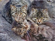 Коты / Три кота зимой