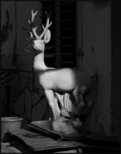 кот вышедший поддержать композицию / ........