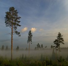 Лес у верасне / 2 верт.кадра