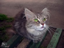 Дворовый кот... / Гродно 19.07.2005 , где-то во дворе, кот...