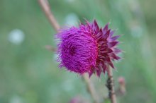 Чертополох / растительность рядом с р.Бия