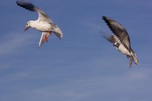 Летные испытания. Дозаправка. / *****