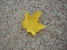 Осенний лист / просто осень