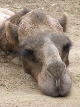 не будить! / -----