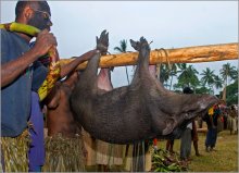 кушать подано! / фестиваль в Папуа -Новой Гвинее. 
Для &quot;зелёных&quot; сообщу,что в конце концов животное не пострадало.