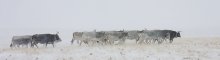 Трудный путь / Это не северные олени....а замерзшие коровки! преодолевая ураганный ветер, они идут вперед в надежде укрыться в каком-нибудь лесу, но еще не знают, что впереди - только долина...
