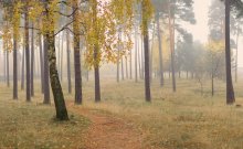 в вечно-зеленом бору.. / *****