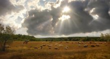 Белорусские равнины / Такую картину я застал путешествуя в верх по реке Вилия.
Сморгонский район. Пастух перегонял стадо барашков на другое поле.
Приятного просмотра