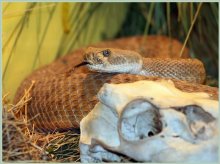 Кобра / Зоопарк Статен Айленда