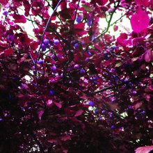 Яблоки. Гипертрофированные цвета. / осень