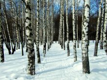 В зимнем парке / *****