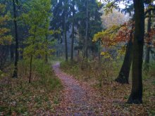 Осень / Осень бродит по лесным дорожкам,
Прячась за туманами седыми...