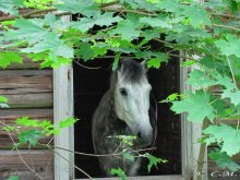 портрет =) / &quot;портрет&quot; лошади в одном из заброшенных строений возле Голубых Озер