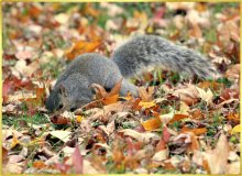 Подготовка к зиме2 / Канон
