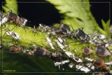 живорождение / самки тлей летом часто рожают живых личинок без самцов, чтобы увеличить количество особей в колонии...