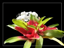 Экзотические цветы... / Белая орхидея и что-то еще другое.... :)