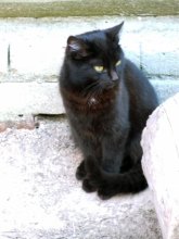 Черный кот / люблю кошек, особенно черных...