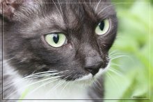портрет / черная кошка в зеленой траве