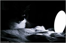 про ночь,кота и лампу. / ------