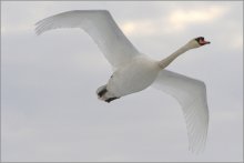 полет белой птицы / фотоохота на лебедей, середина марта 2009, полный кадр без обрезки, применялся конвертер 1.4х