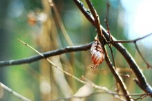 весна / ==========