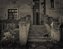 старый дом и его кошки / начало серии