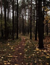 Forest / Autumn 2009