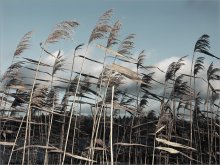 [ december wind ] / ...декабрь, оз.Кромань