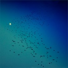 [ flights in the deep blue sky ] / ...бродил взглядом по небу