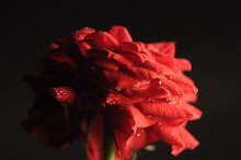 Home Rose / вырастил дома