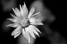 цветок / портрет растения