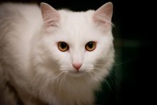 кот / он же