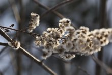 Зимний цвет / Неизвесное растение