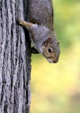 Что ты мне принес? / В парке