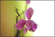 Орхидея / .............