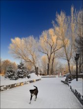 В парке,  зимняя зарисовка / Зимний пейзаж с  ничейной собакой :)