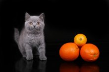 В апельсинах / Британская короткошерстная