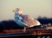 В лучах восходящего солнца / На пирсе