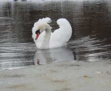 готов... / один   -----