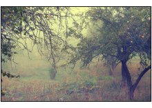 Осенне-яблоневое...утренее / сентябрь, деревенский заброшенный сад.