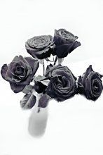 нежность / карликовые розы так и источали нежность...
с днем Святого Валентина!