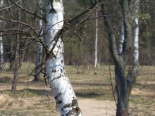 берёзка / Первые шаги в фотоискусстве...