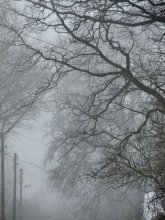 Переплетения ... / туман