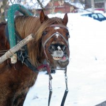 Конь / Во как он может!