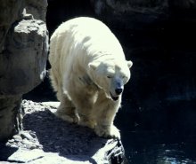 Весна в зоопарке / Зоопарк в Центральном парке Манхэттана