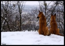 Князь и княгиня "Высокого замка"... / ............