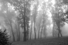 Танцующие в тумане / деревья