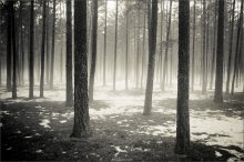 [ Forest ] / ...картинка из тумана)