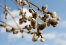 Ласковые котики, знакомые с детства... / Вербное воскресенье прошло, а котики все такие же пушистые