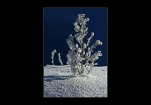 ЗИМНИЕ КОРАЛЛЫ 2 / Был в январе этого года у нас сильный мороз, было много инея, но не сложилось снять. Когда всё растаяло, очень об этом жалел...
Через несколько дней, всего на пол дня, появился новый иней.
На сей раз, удалось этот момент не упустить...